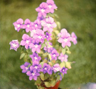 Browallia demissa 