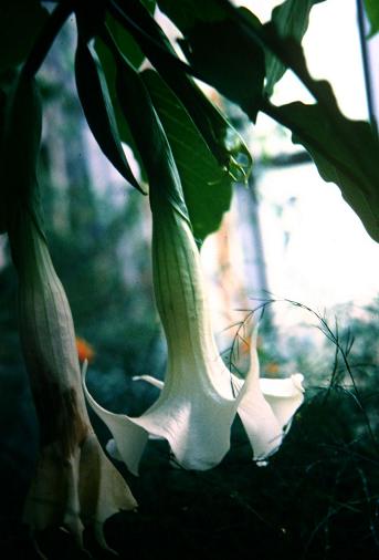 Brugmansia cornigera 'Knightii' 