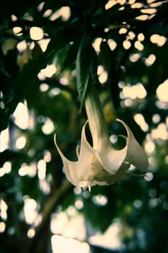 Brugmansia cornigera 'Knightii' 