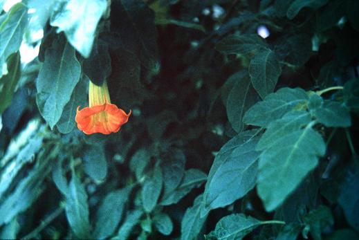Brugmansia rosei 