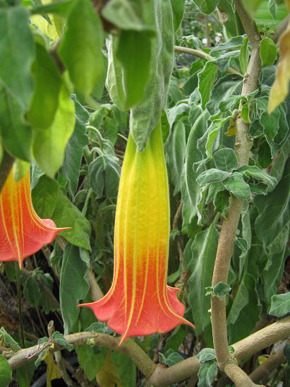 Brugmansia sanguinea 