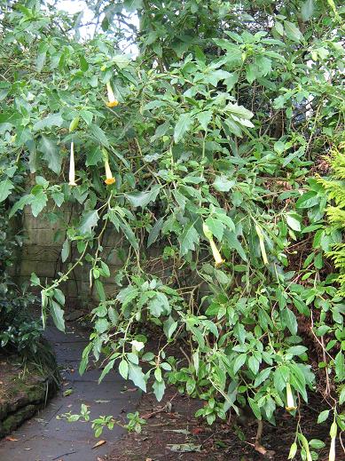 Brugmansia sanguinea 