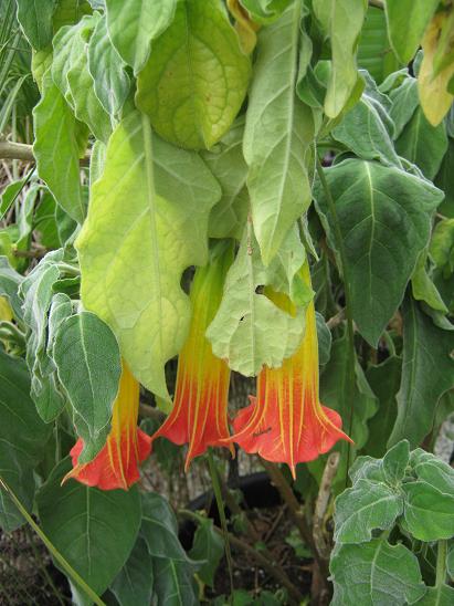 Brugmansia sanguinea 