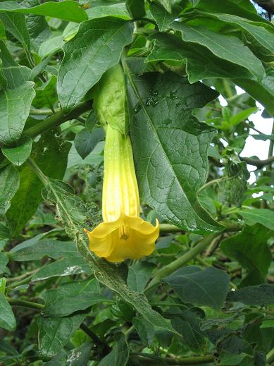 Brugmansia sanguinea 