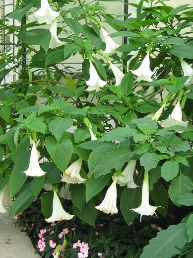 Brugmansia x candida 