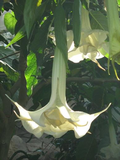 Brugmansia x candida 'Tiara' 