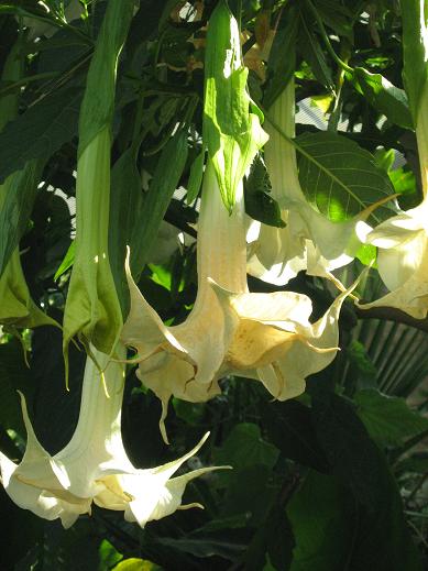 Brugmansia x candida 'Tiara' 