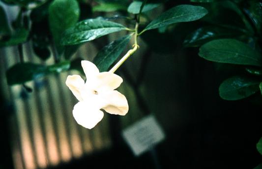 Brunfelsia americana 