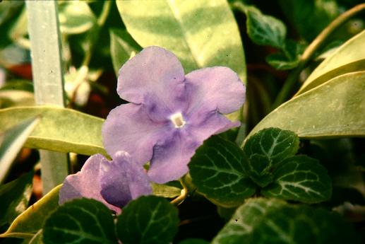 Brunfelsia pauciflora 'Calycina' 