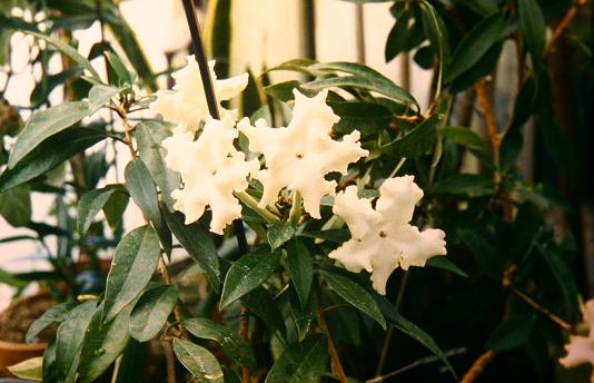 Brunfelsia undulata 