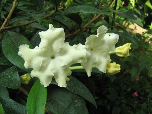 Brunfelsia undulata 