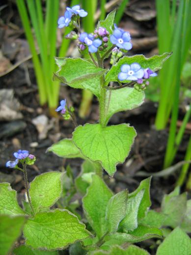 Brunnera macrophylla 