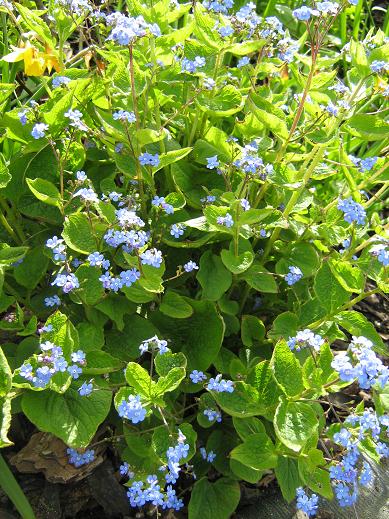 Brunnera macrophylla 