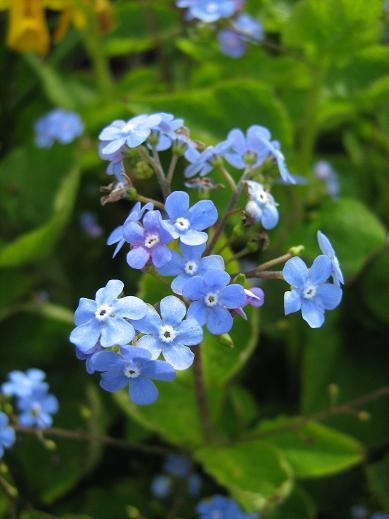 Brunnera macrophylla 