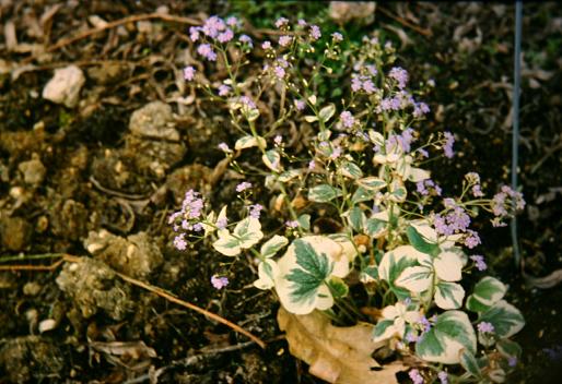 Brunnera macrophylla 'Variegata' 