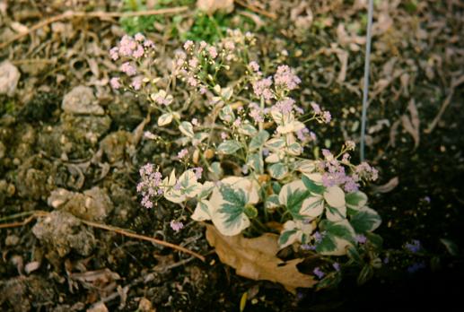 Brunnera macrophylla 'Variegata' 