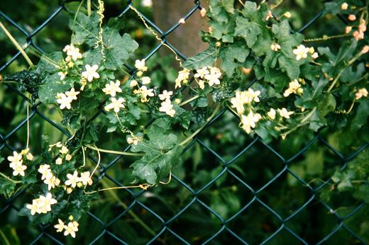 Bryonia dioica 