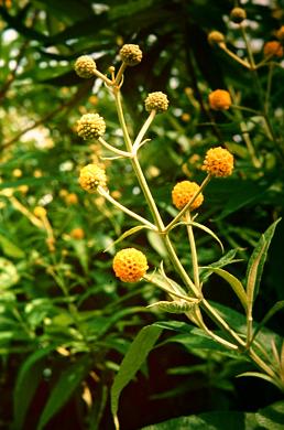 Buddleia globosa 