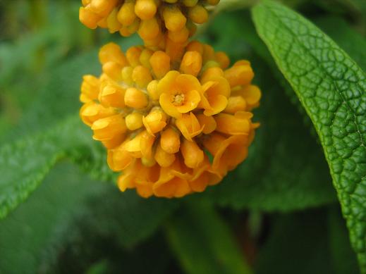 Buddleia x weyerana 