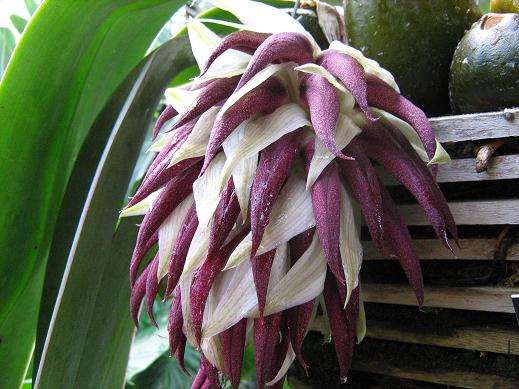 Bulbophyllum fletcherianum 