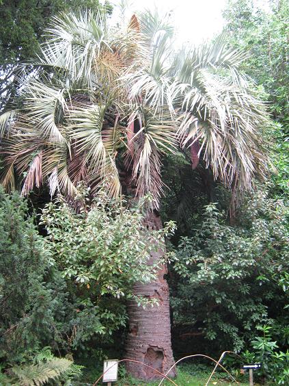 Butia capitata 