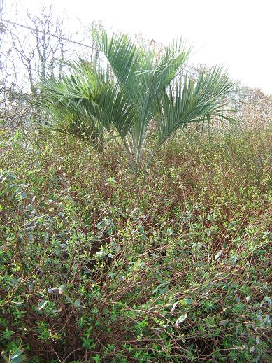 Butia capitata 