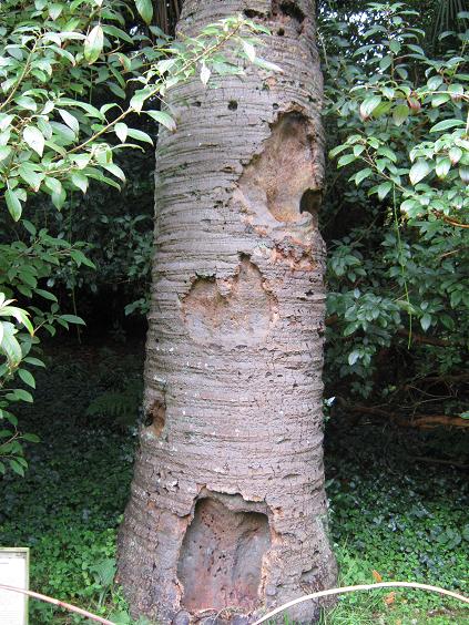 Butia capitata 