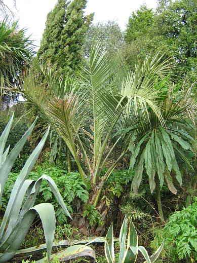 Butia capitata 