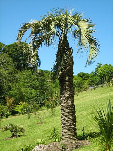 Butia capitata 