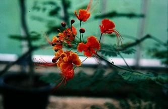 Caesalpinia pulcherrima 