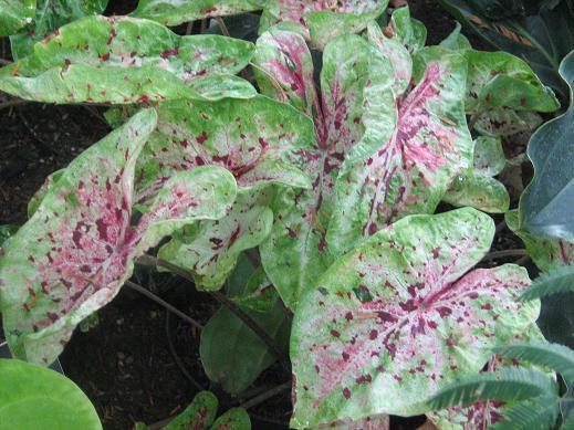 Caladium 'Miss Muffet' 