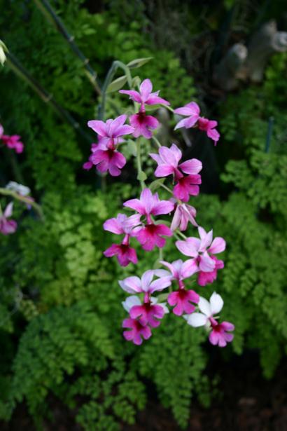 Calanthe 