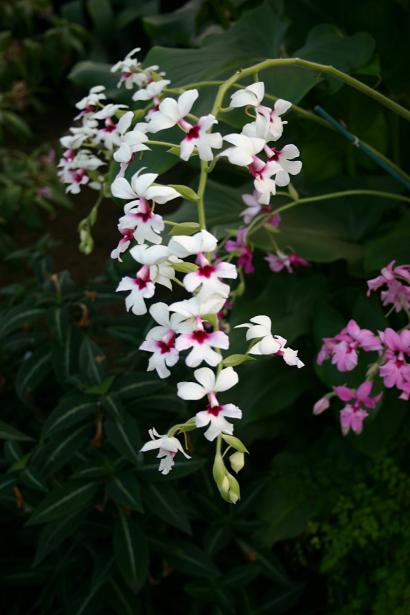 Calanthe 