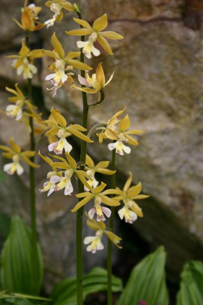 Calanthe striata 