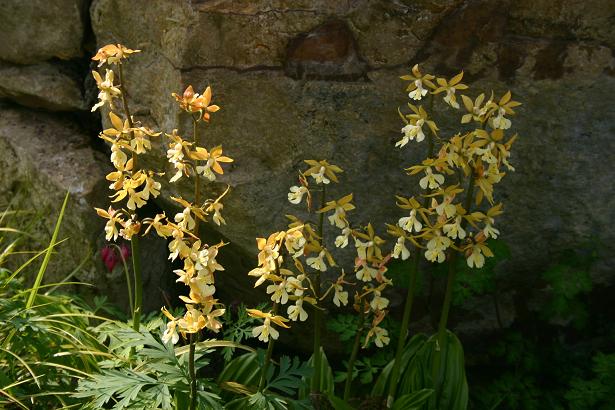 Calanthe striata 