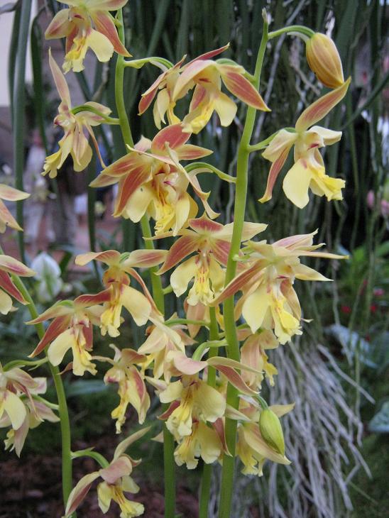 Calanthe striata 