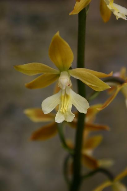 Calanthe striata 