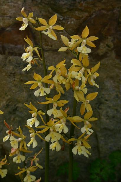 Calanthe striata 