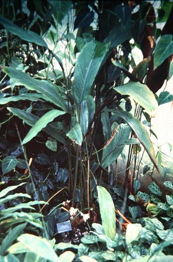 Calathea angustifolia 