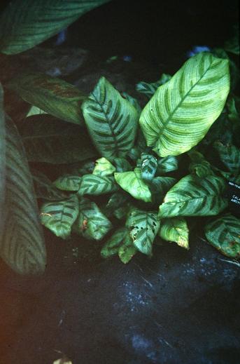 Calathea argyraea 