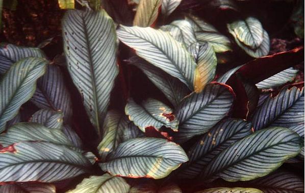 Calathea argyrophylla 