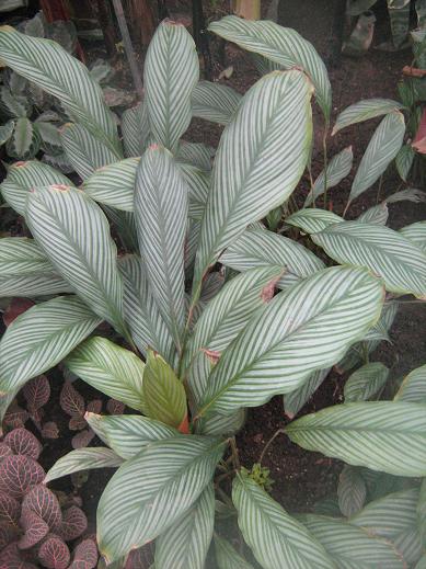 Calathea argyrophylla 'Exotica' 