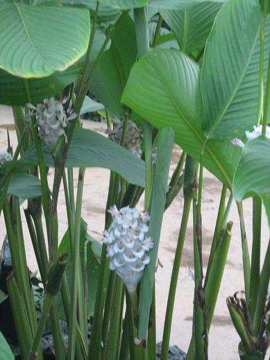 Calathea burle-marxii 'Blue Ice' 