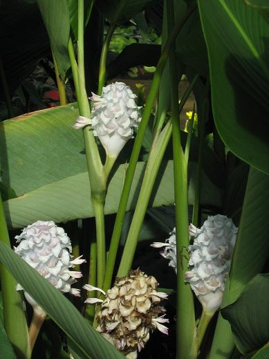 Calathea burle-marxii 'Blue Ice' 