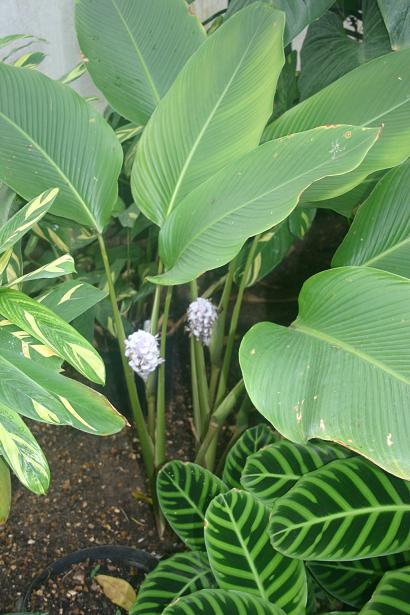 Calathea burle-marxii 'Blue Ice' 