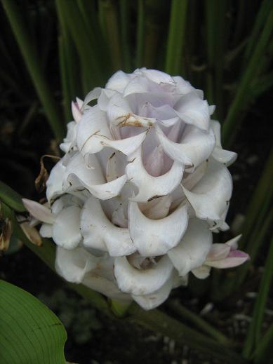 Calathea burle-marxii 'Blue Ice' 