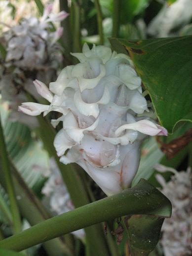 Calathea burle-marxii 'Blue Ice' 