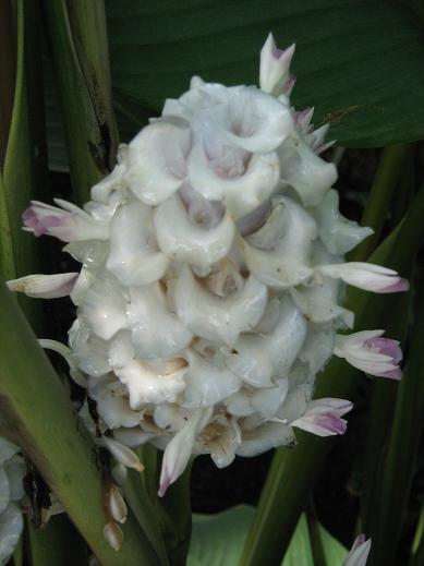 Calathea burle-marxii 'Blue Ice' 