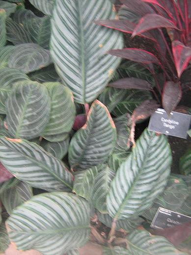 Calathea eximia 