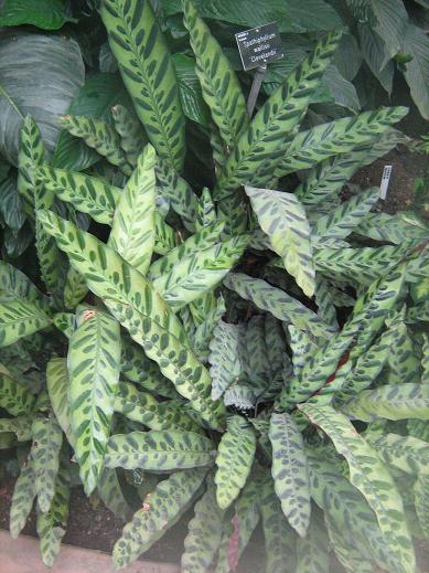 Calathea lancifolia 